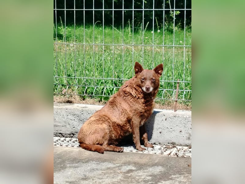 ältere Mischlings Hündin Babsi sucht ein Zuhause oder Pflegestelle