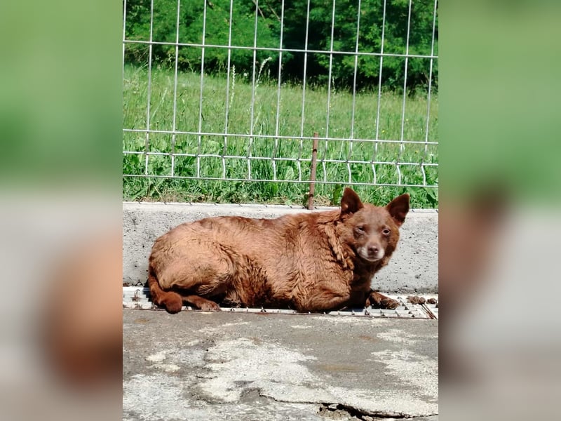 ältere Mischlings Hündin Babsi sucht ein Zuhause oder Pflegestelle