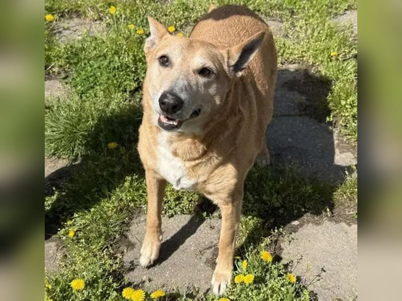 Emma – 9 Jahre voller Liebe. Jetzt sucht sie ihr letztes Zuhause
