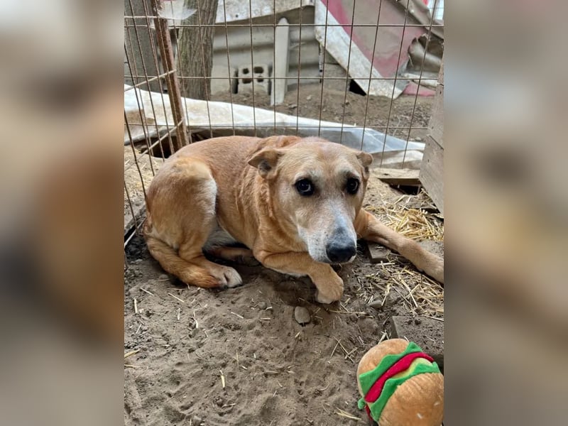 Emma – 9 Jahre voller Liebe. Jetzt sucht sie ihr letztes Zuhause