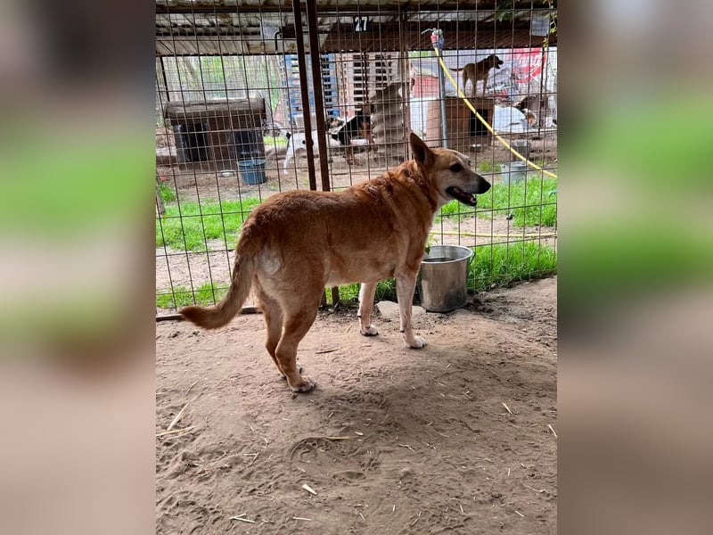Emma – 9 Jahre voller Liebe. Jetzt sucht sie ihr letztes Zuhause