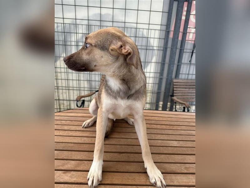 Die charmante BAILEYS sucht ihr Zuhause!