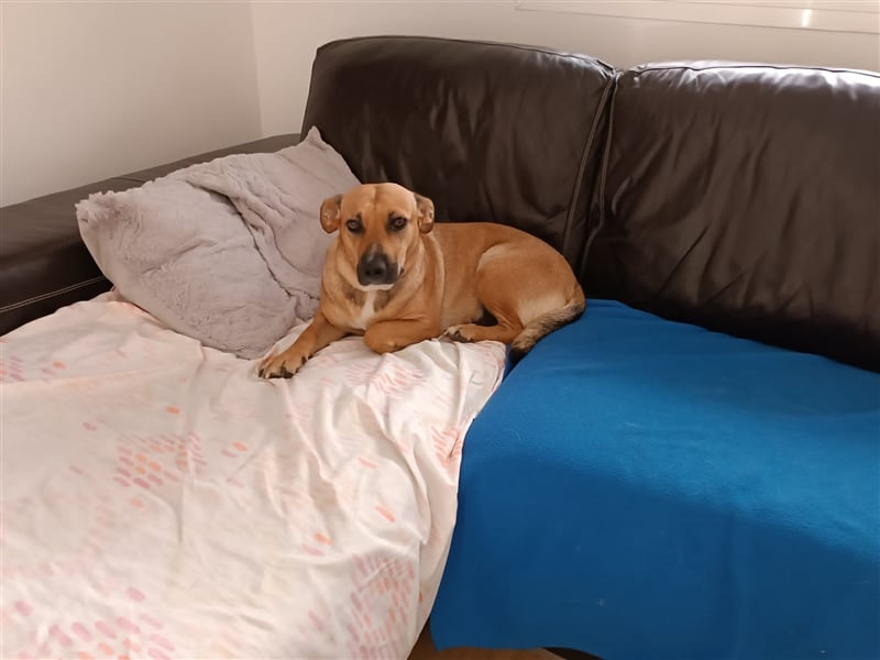 LILA