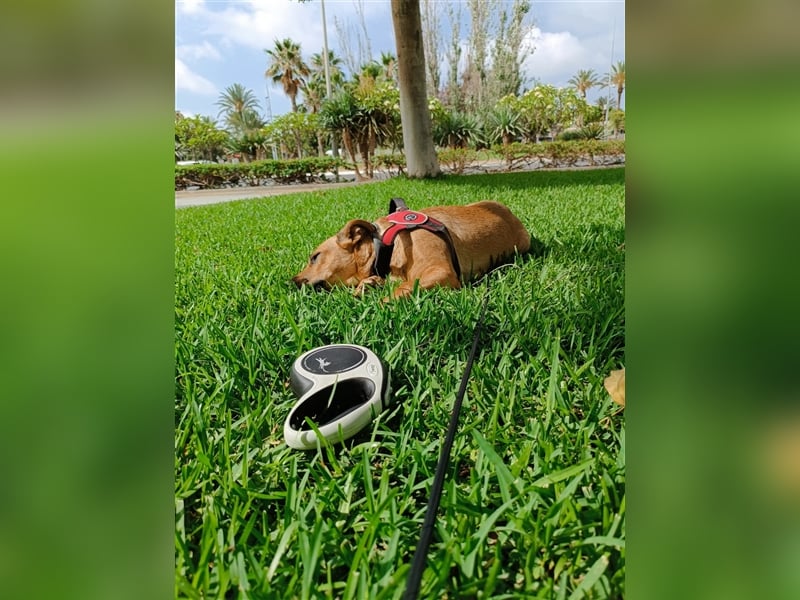 LILA