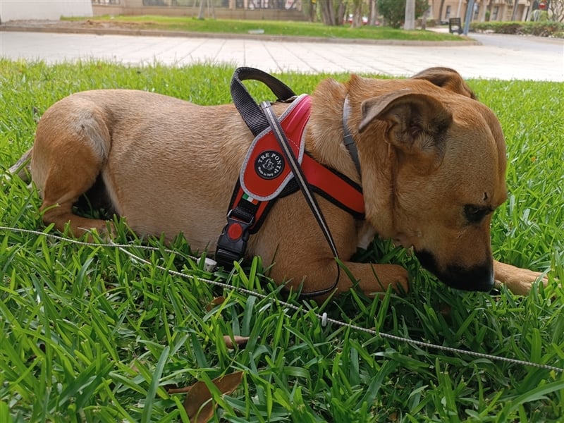LILA