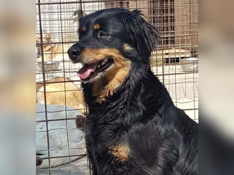 Angstnäschen Lola-Lotte
