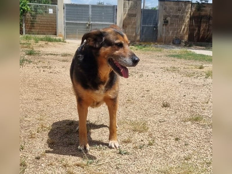 liebenswürdige Stella sucht ihr kuscheliges Zuhause für Immer