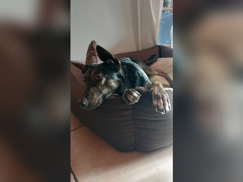 Xandy auf Pflegestelle in 86807 Buchloe sucht ihr Zuhause