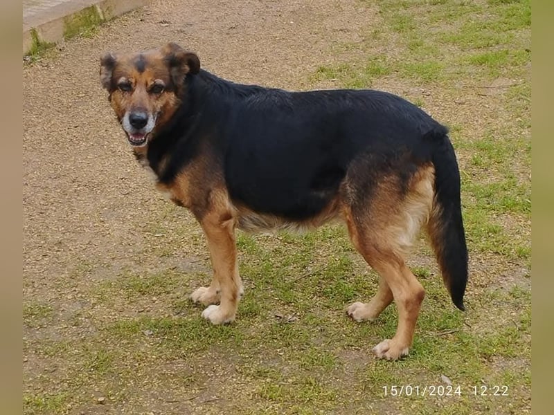 liebenswürdige Stella sucht ihr kuscheliges Zuhause für Immer