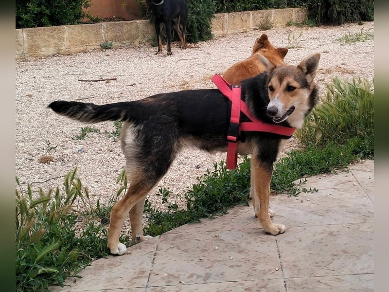 liebe Emma ist auf der Suche nach ihrem Zuhause