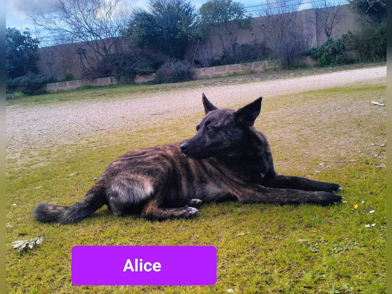 liebe Alice sucht sein kuscheliges Zuhause