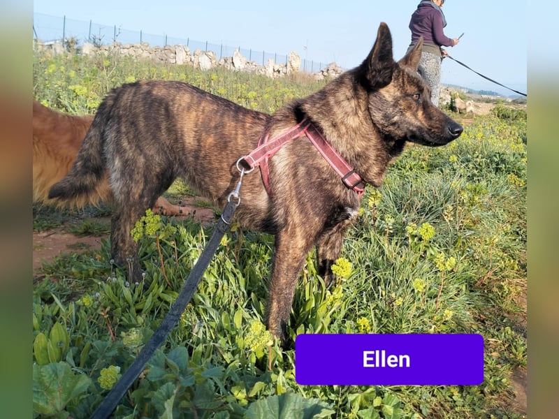 süße Ellen wünscht sich ihr Zuhause für immer