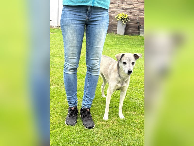 liebe Emmi in 88480 Achstetten sucht noch ihr Zuhause