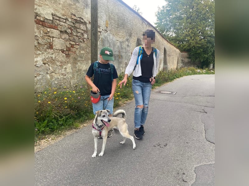 liebe Emmi in 88480 Achstetten sucht noch ihr Zuhause