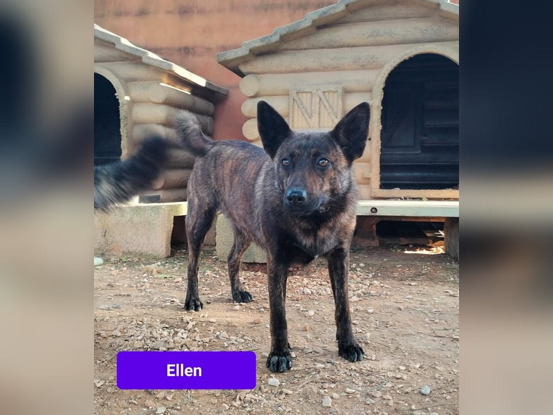süße Ellen wünscht sich ihr Zuhause für immer