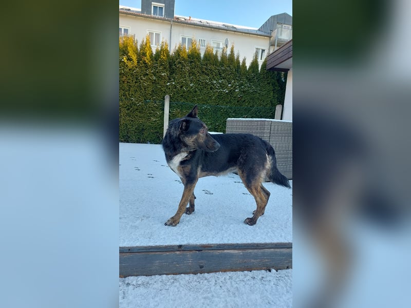 Xandy auf Pflegestelle in 86807 Buchloe sucht ihr Zuhause