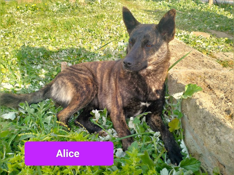 liebe Alice sucht sein kuscheliges Zuhause