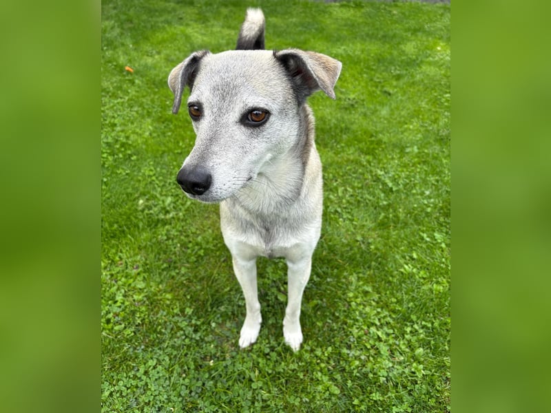 liebe Emmi in 88480 Achstetten sucht noch ihr Zuhause