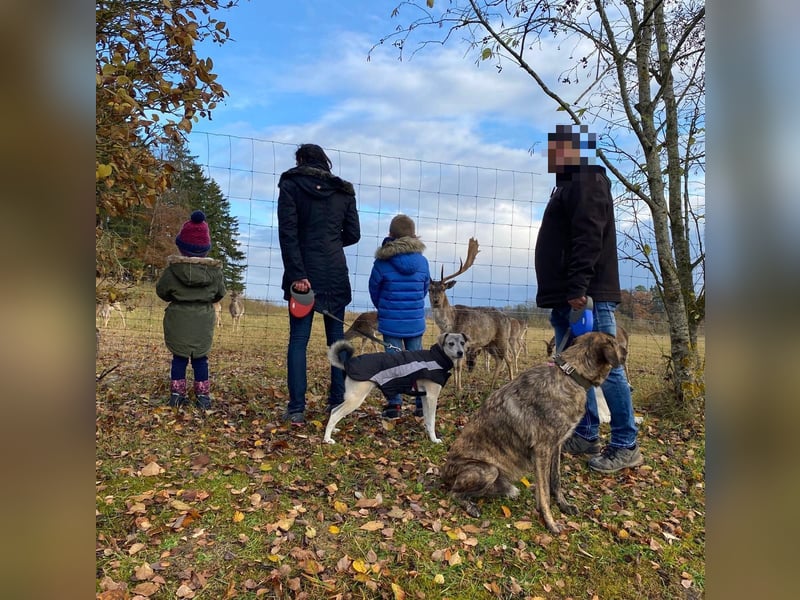 liebe Emmi in 88480 Achstetten sucht noch ihr Zuhause