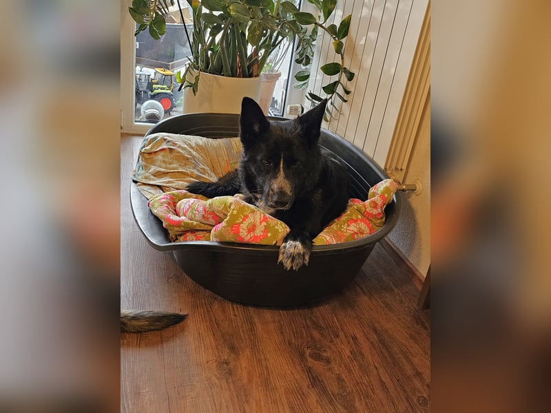 Kelly auf Pflegestelle in 88273 Fronreute sucht ihr Zuhause
