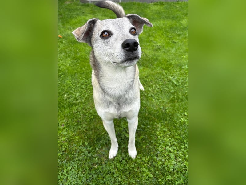 liebe Emmi in 88480 Achstetten sucht noch ihr Zuhause