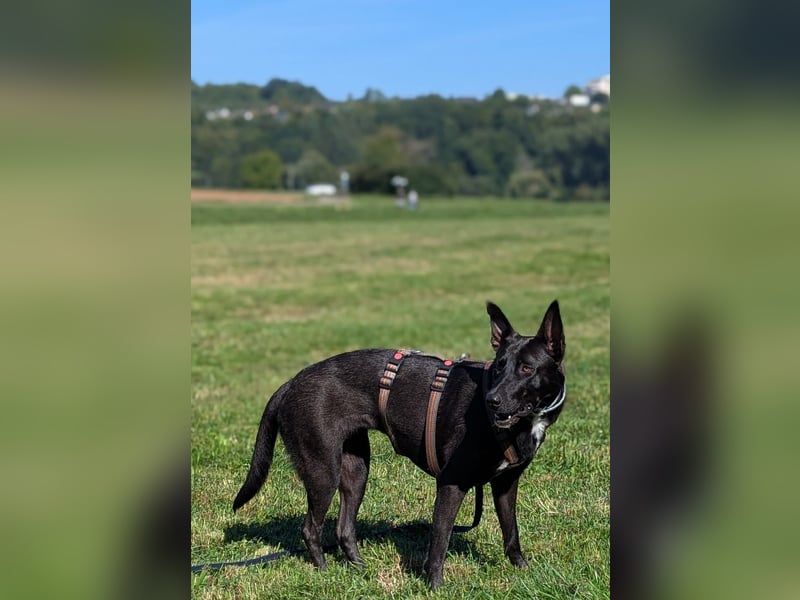 süße Frieda wartet in 72124 Pliezhausen auf Besuch für ihr Zuhause für Immer