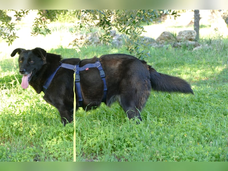 die liebe Wendy sucht noch ihr Zuhause