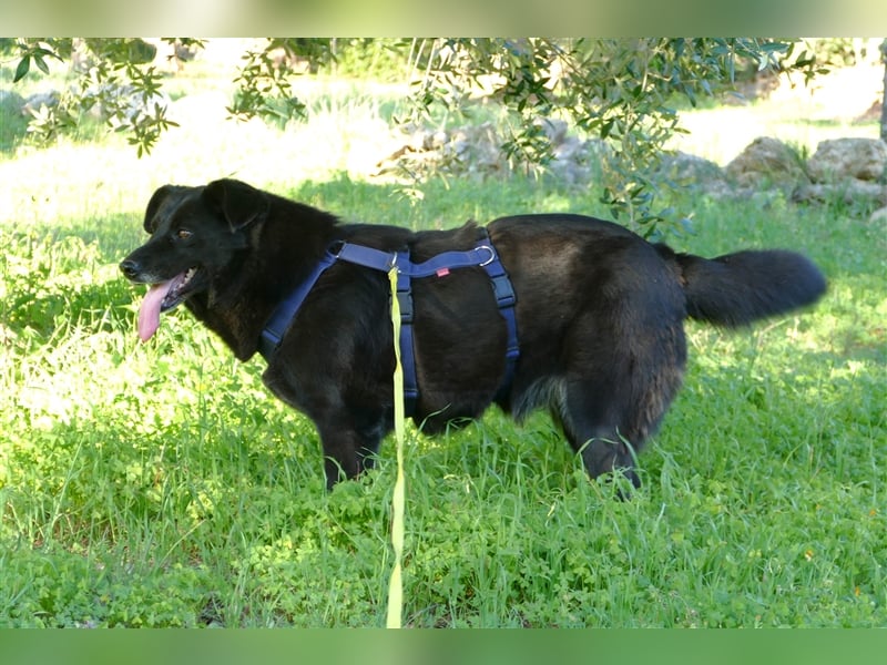 die liebe Wendy sucht noch ihr Zuhause