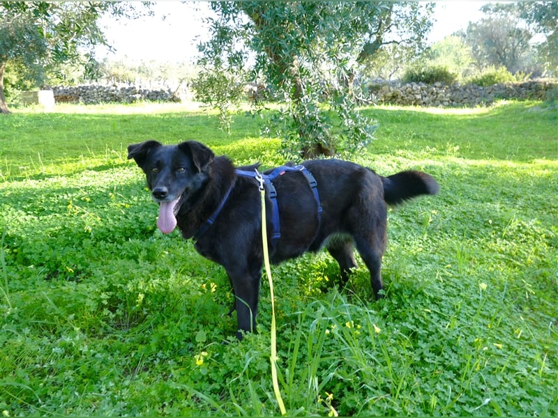 die liebe Wendy sucht noch ihr Zuhause