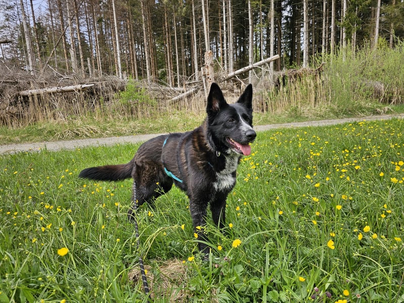 Kelly auf Pflegestelle in 88273 Fronreute sucht ihr Zuhause