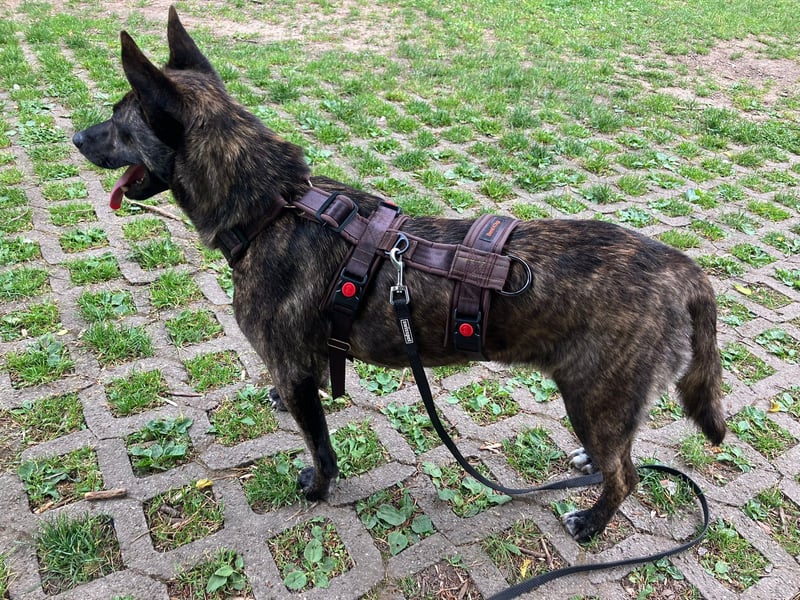 liebe Alice in 8048 Zürich sucht ihr Zuhause für Immer