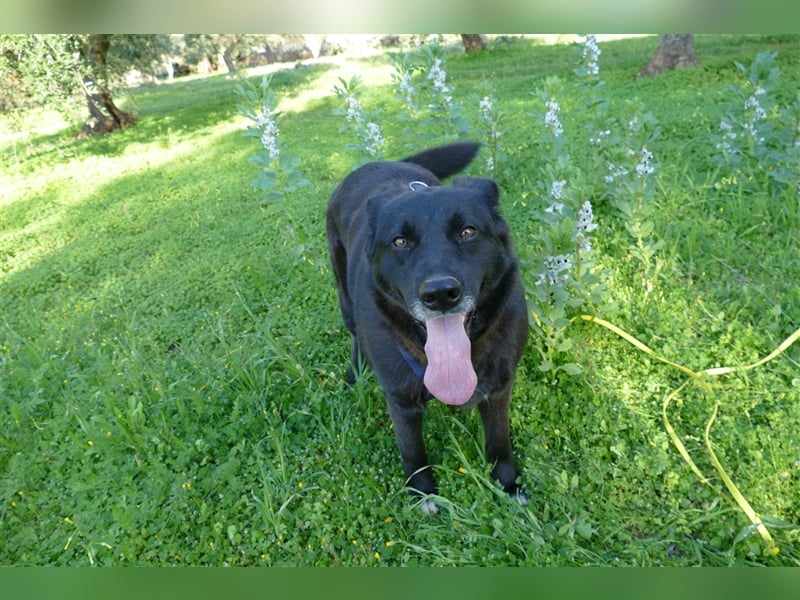 die liebe Wendy sucht noch ihr Zuhause