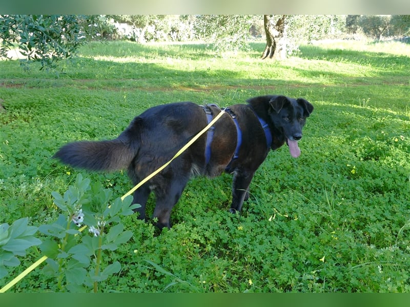 die liebe Wendy sucht noch ihr Zuhause