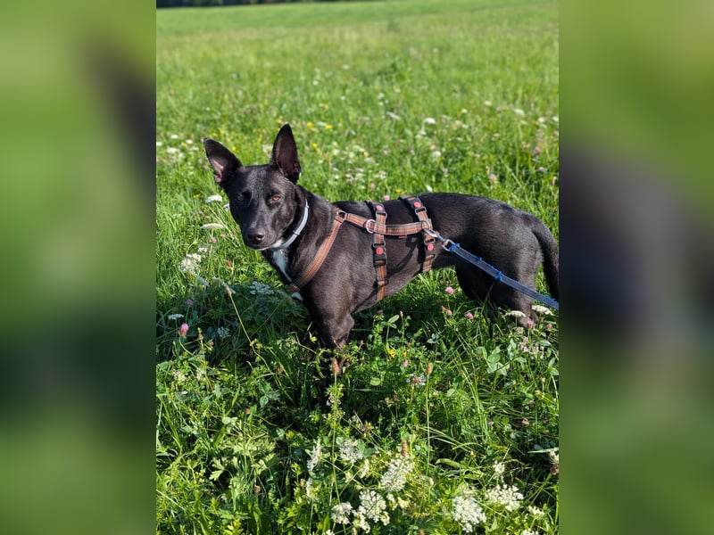 süße Frieda wartet in 72124 Pliezhausen auf Besuch für ihr Zuhause für Immer