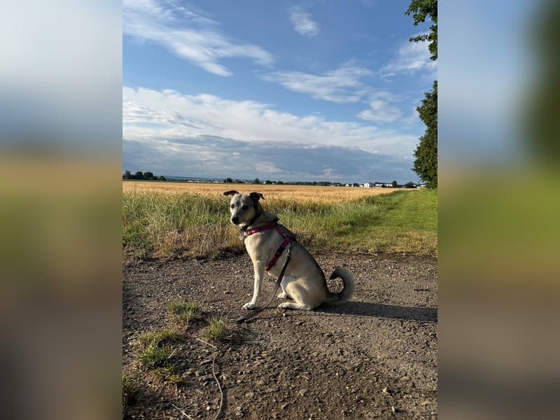 liebe Emmi in 88480 Achstetten sucht noch ihr Zuhause