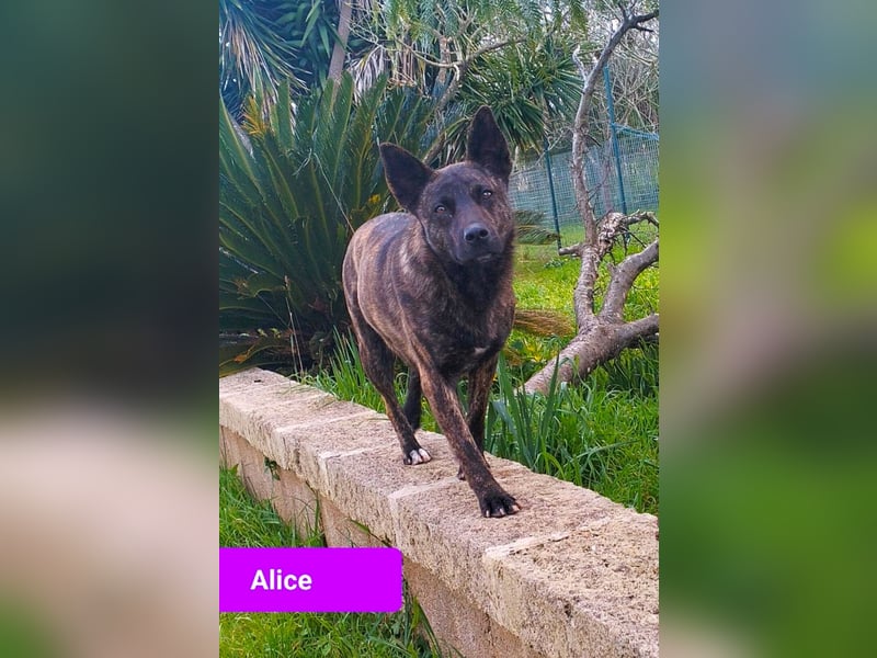 liebe Alice sucht sein kuscheliges Zuhause