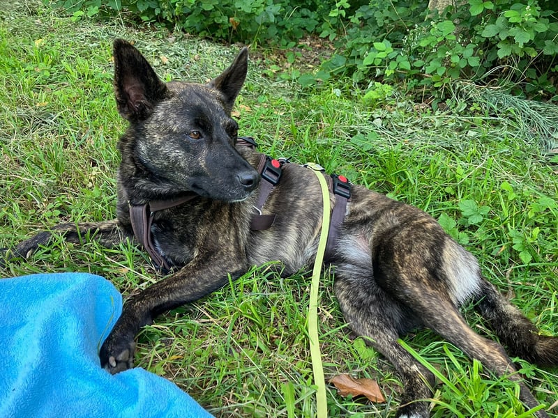 liebe Alice in 8048 Zürich sucht ihr Zuhause für Immer