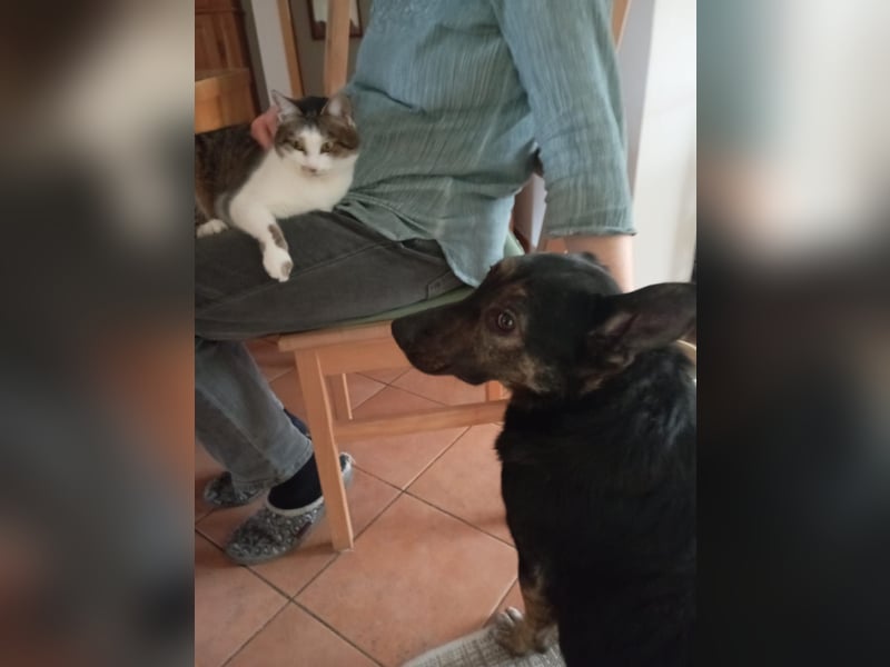 Xandy auf Pflegestelle in 86807 Buchloe sucht ihr Zuhause