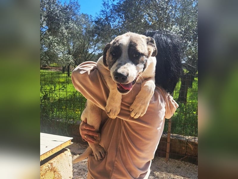 liebe Maggy wünscht sich ihr Zuhause für immer