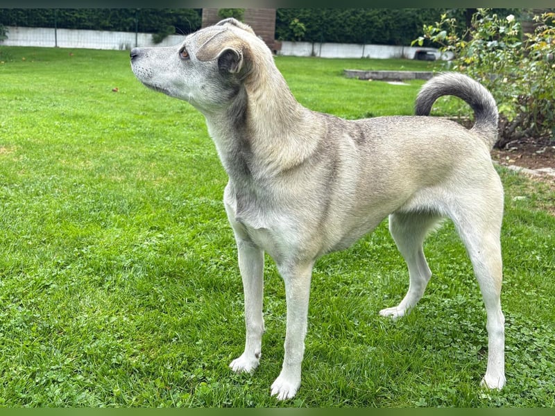 liebe Emmi in 88480 Achstetten sucht noch ihr Zuhause