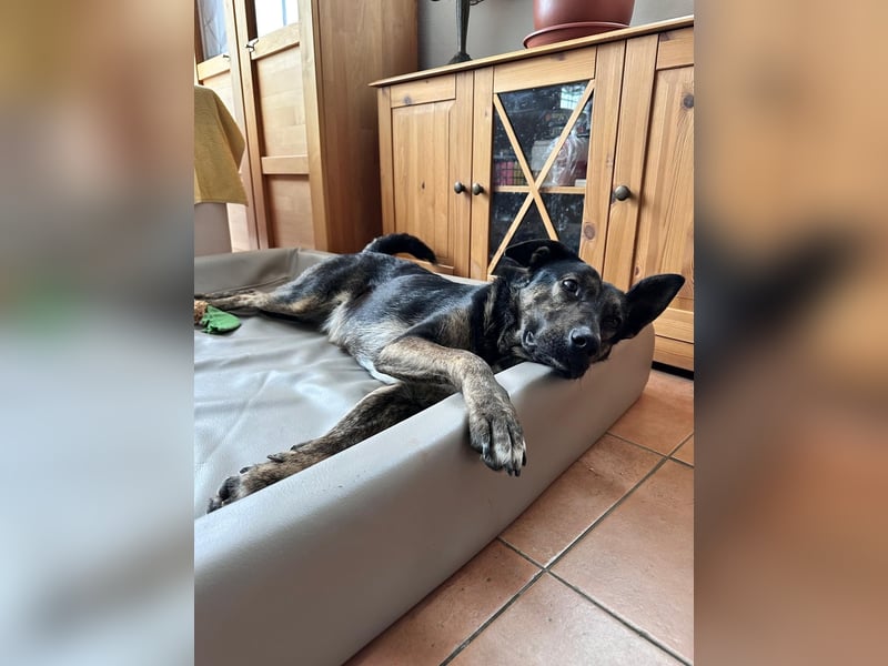 Xandy auf Pflegestelle in 86807 Buchloe sucht ihr Zuhause