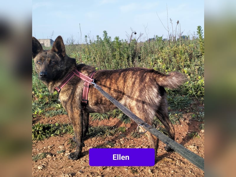 süße Ellen wünscht sich ihr Zuhause für immer