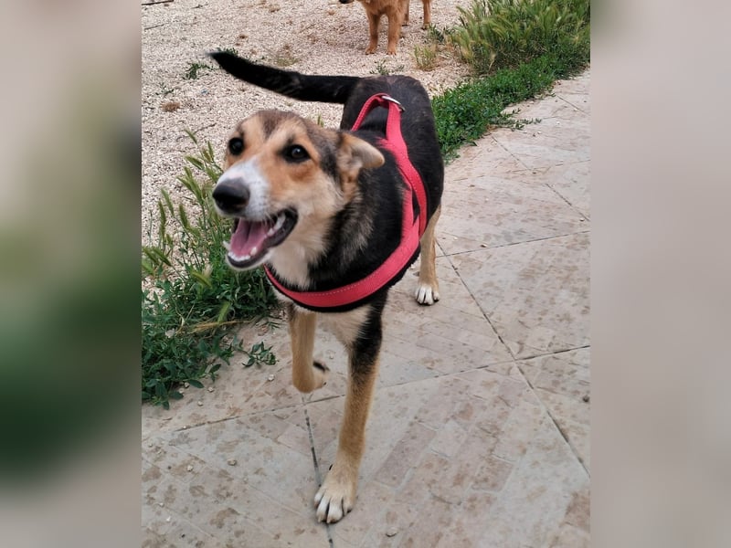liebe Emma ist auf der Suche nach ihrem Zuhause