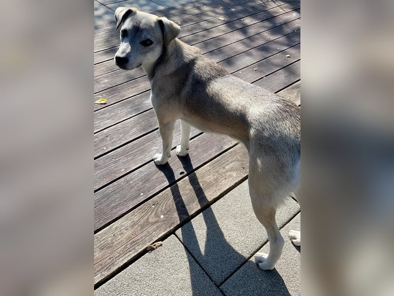 liebe Emmi in 88480 Achstetten sucht noch ihr Zuhause