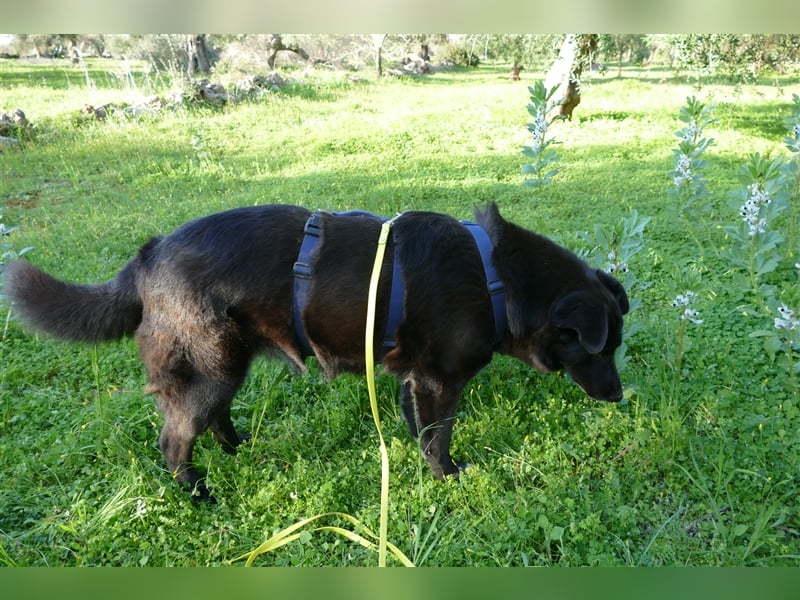die liebe Wendy sucht noch ihr Zuhause