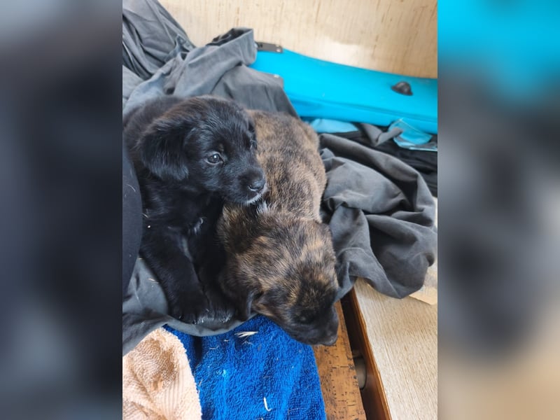 süße Storm sucht ihr glückliches Zuhause