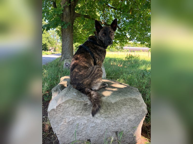 liebe Alice in 8048 Zürich sucht ihr Zuhause für Immer