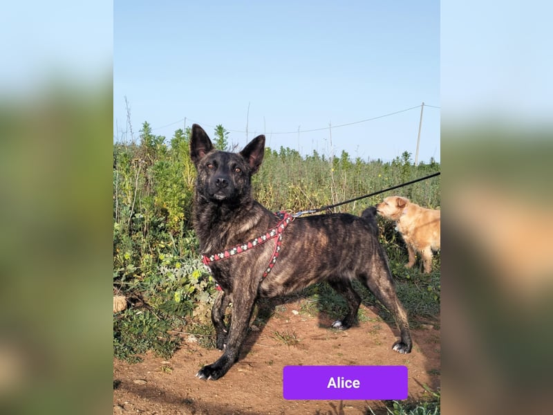liebe Alice sucht sein kuscheliges Zuhause