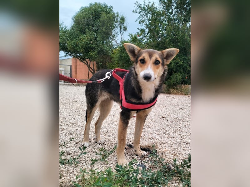 liebe Emma ist auf der Suche nach ihrem Zuhause