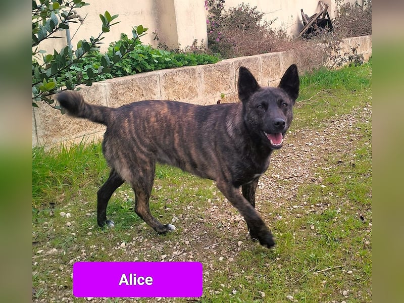 liebe Alice sucht sein kuscheliges Zuhause